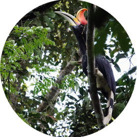 rangkok bird